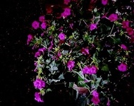 밤에 만개하는 붓꽃 꽃등불이 뜰을 밝혀