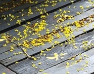 모감주 노란 꽃잎 흩뿌리더니!