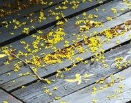 모감주 꽃잎이 그림에 지다