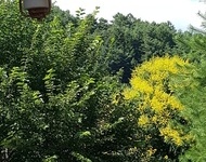 모감주 꽃그늘 아래