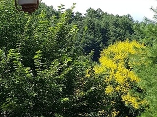 모감주 꽃그늘 아래