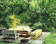 모감주 나무그늘아래 바베큐를